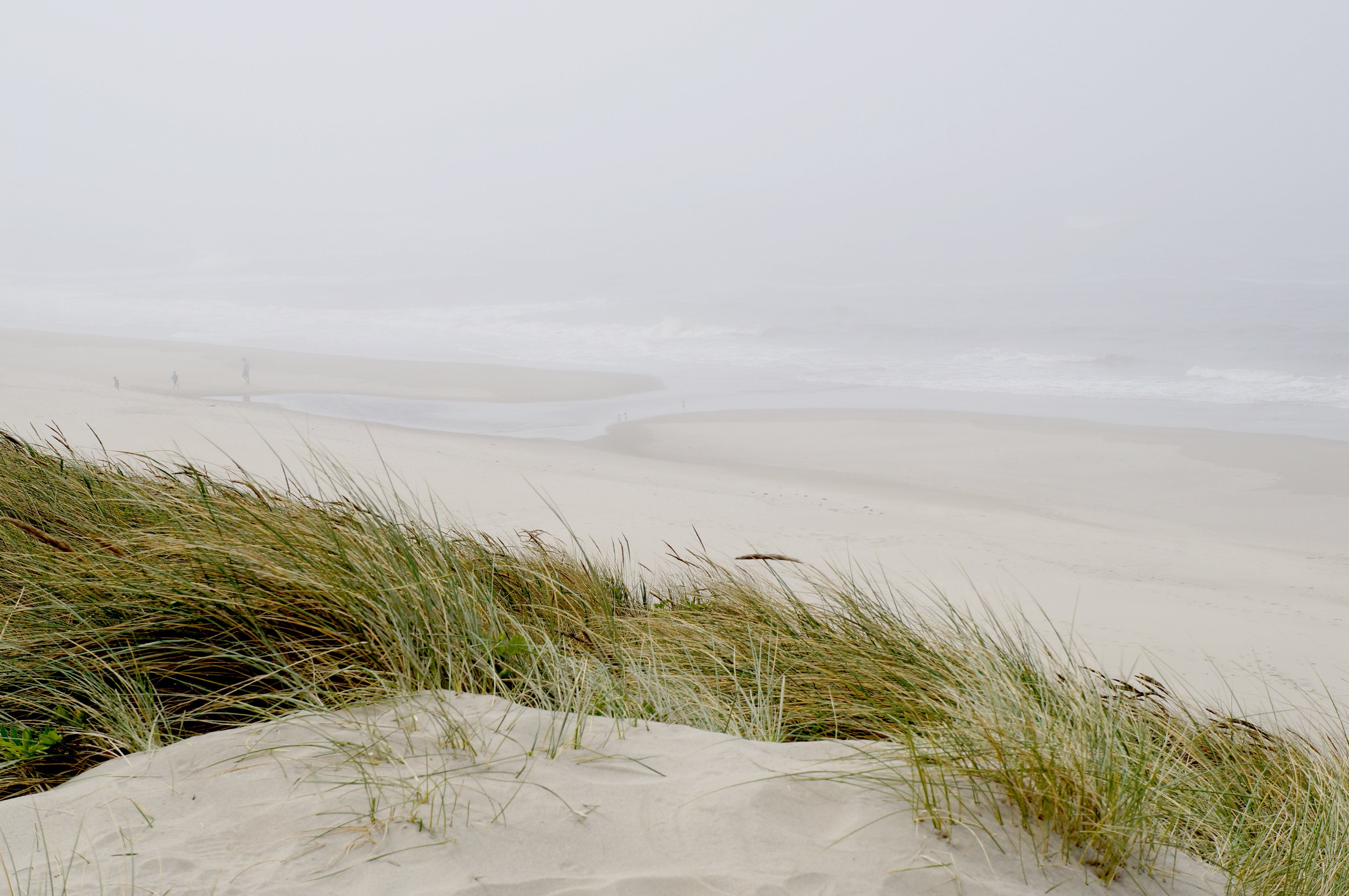 Misty beach dune and ocean with sea grasses